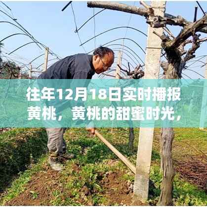 黄桃的甜蜜时光,友情、家庭与爱的温馨故事实时播报