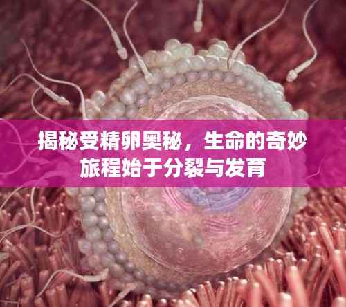 揭秘受精卵奥秘，生命的奇妙旅程始于分裂与发育