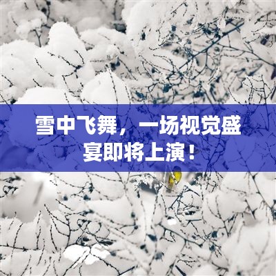 雪中飞舞,一场视觉盛宴即将上演!