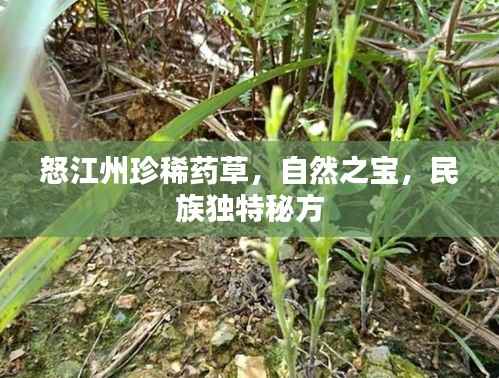 怒江州珍稀药草,自然之宝,民族独特秘方