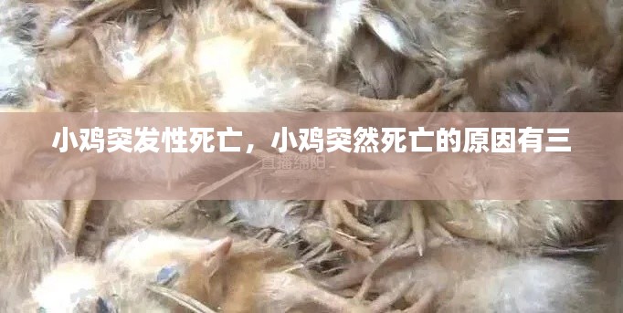 金石为开 第2页