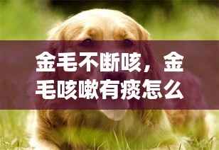 金毛不断咳，金毛咳嗽有痰怎么治疗 