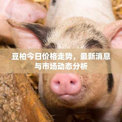 豆柏今日价格走势,最新消息与市场动态分析