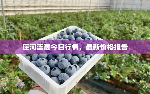 庄河蓝莓今日行情,最新价格报告