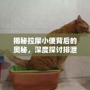 揭秘拉屎小便背后的奥秘,深度探讨排泄系统的秘密
