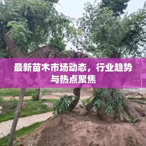 最新苗木市场动态,行业趋势与热点聚焦