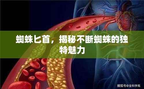 蜘蛛匕首,揭秘不断蜘蛛的独特魅力