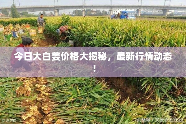 今日大白姜价格大揭秘,最新行情动态!