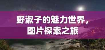 野淑子的魅力世界,图片探索之旅