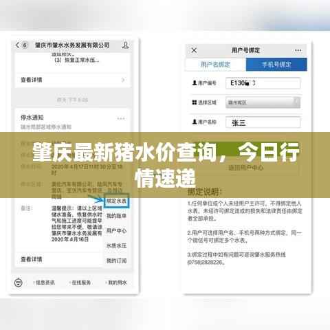 肇庆最新猪水价查询，今日行情速递