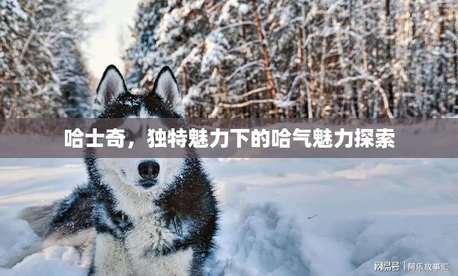 哈士奇,独特魅力下的哈气魅力探索