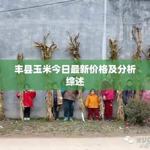 丰县玉米今日最新价格及分析综述