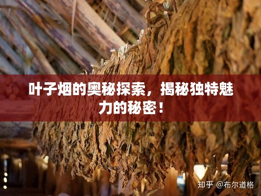 叶子烟的奥秘探索,揭秘独特魅力的秘密!