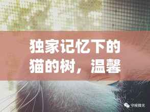 独家记忆下的猫的树，温馨故事等你探索
