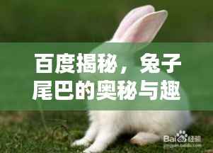 百度揭秘,兔子尾巴的奥秘与趣味!