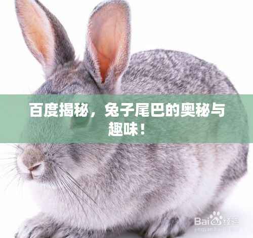 百度揭秘,兔子尾巴的奥秘与趣味!